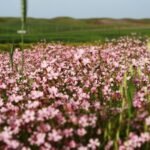 a field full of pink flowers with a windmill in the background